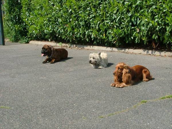 dresser un chien de garde pdf