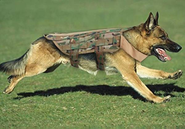 dressage chien courant lièvre