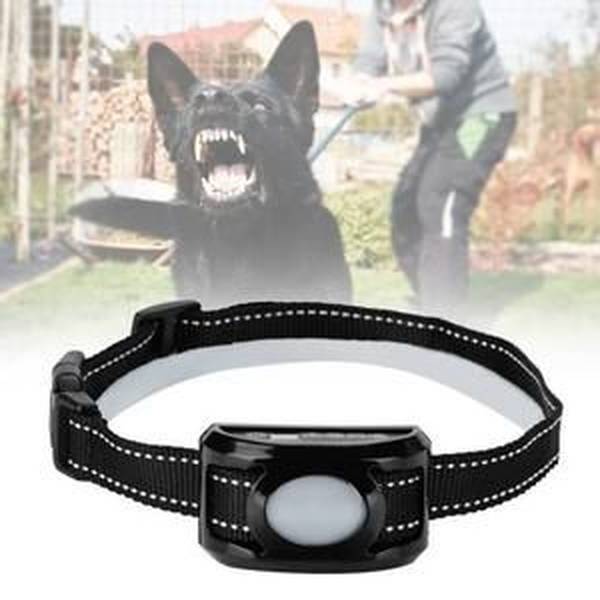 dressage chien berger allemand 2 mois