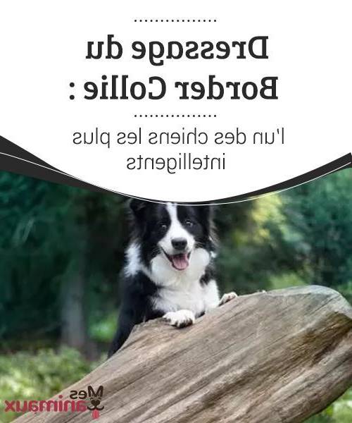 dressage chien jonage