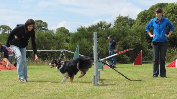 dressage chien fleurus