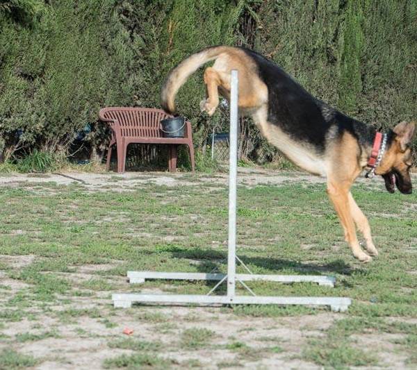 dressage chien genval