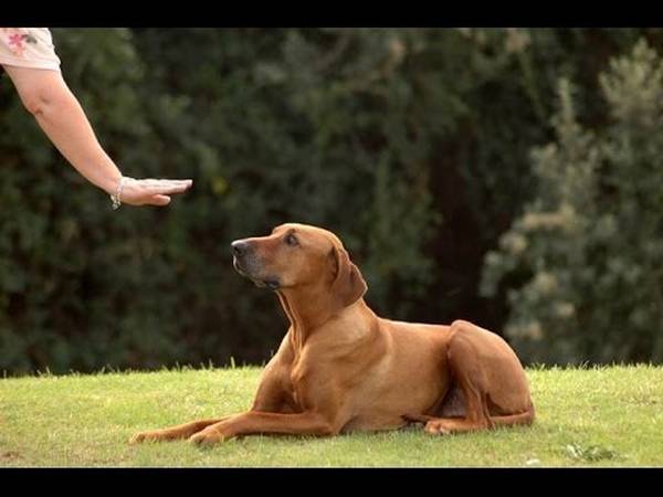 dressage chien de chasse pdf