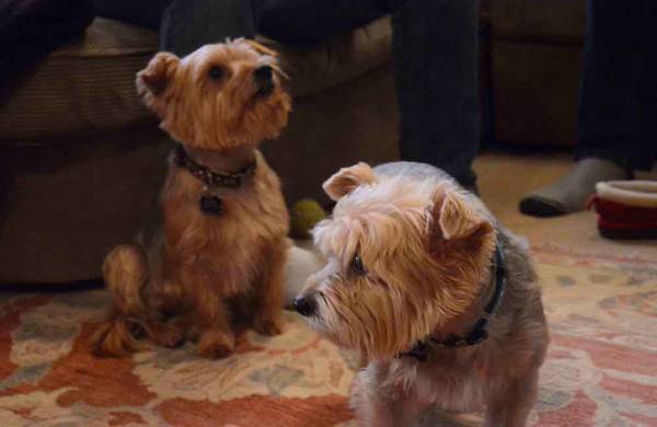 dressage chien de chasse gers