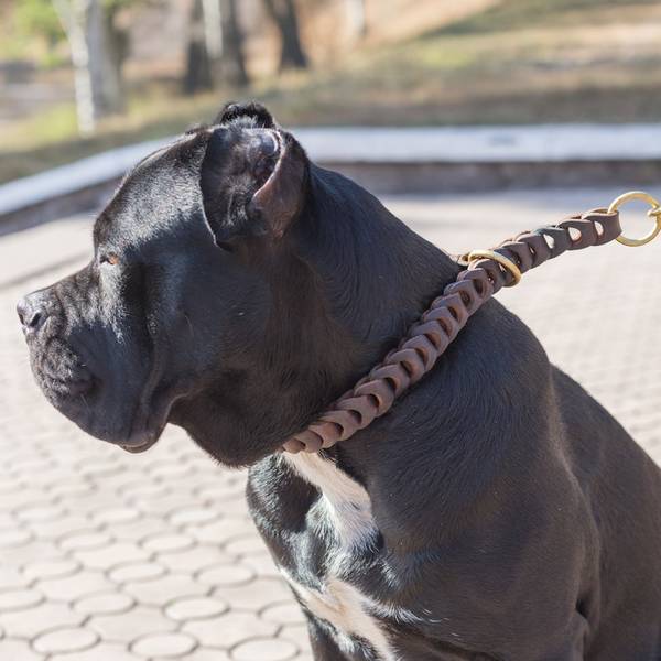 dressage chien a tunis