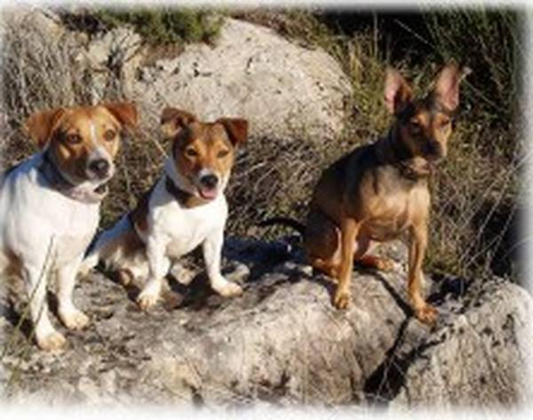 dressage chien rillieux la pape