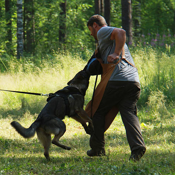 dressage avec son chien