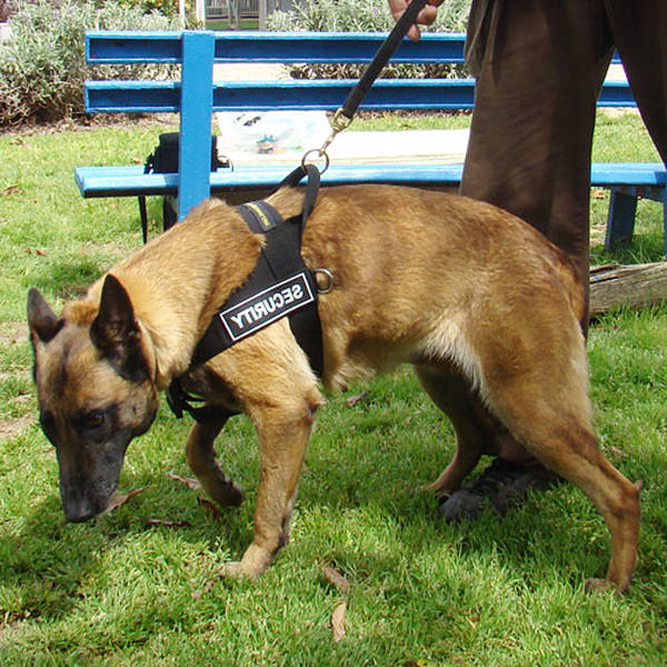 pistolet pour dressage chien de chasse