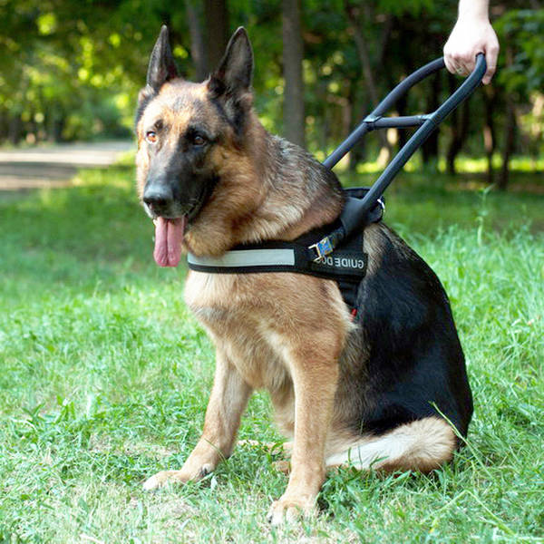 dressage chien chasse peur coup fusil