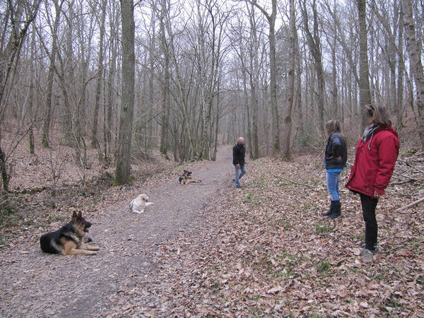 dressage chien darret canne a peche