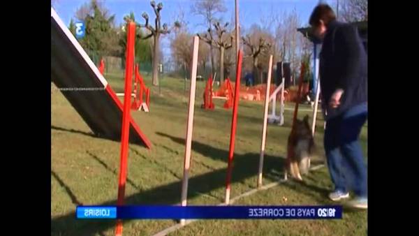 dressage de chien bordeaux dressage de chien bordeaux