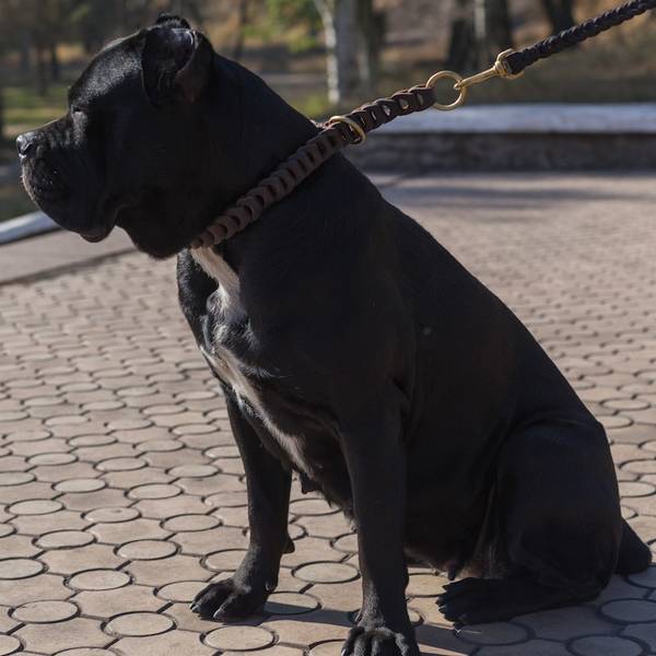 dressage chien courant sanglier