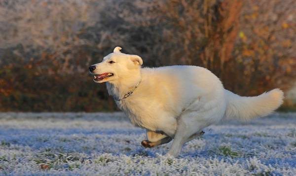 dressage chien de garde