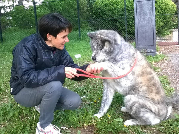 dressage chien formation