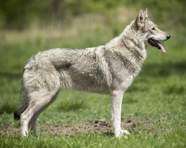 dresseur chien courant lievre