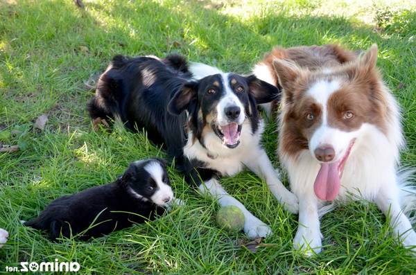 dressage de larrêt chien de chasse dressage de larrêt chien de chasse