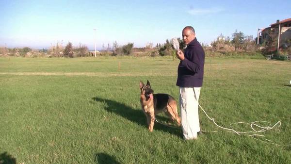 dressage chien ecouen