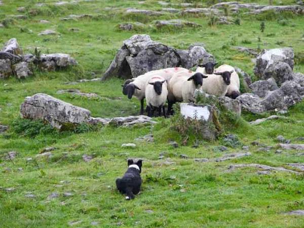 dressage chien de troupeau ovin