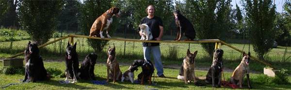 dressage chien zoothérapie