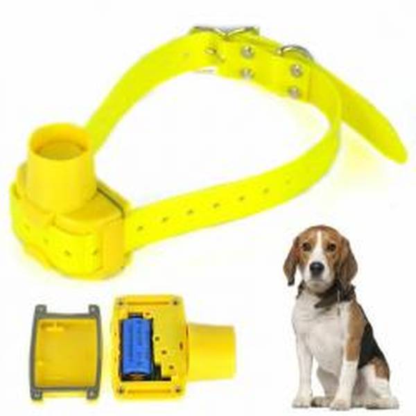 dressage pour chien liège