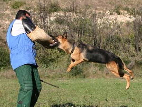 dressage chien garde maison