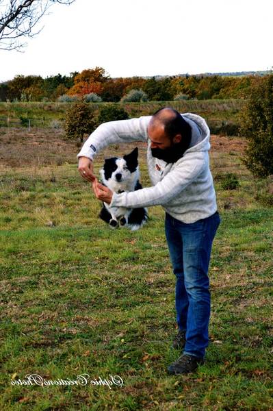 age dressage chien de chasse