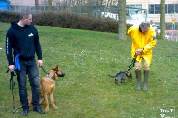 dressage chien fuveau dressage chien fuveau