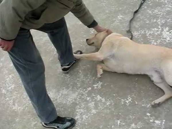dressage chien chasse canard