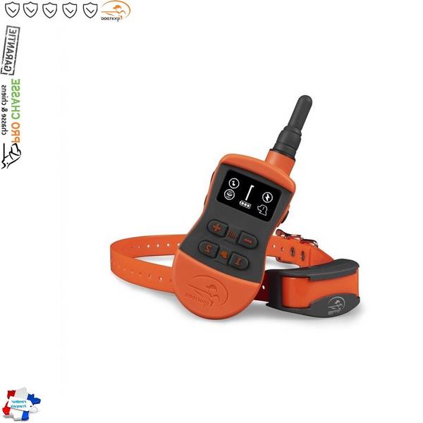 dressage chien de chasse adulte