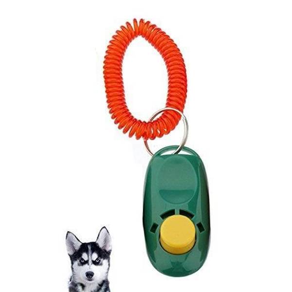 dressage chien tetouan