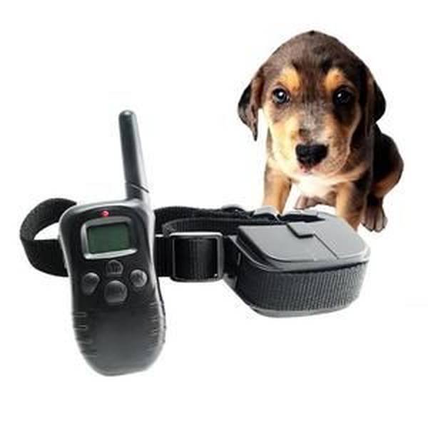 club dressage chien toulouse