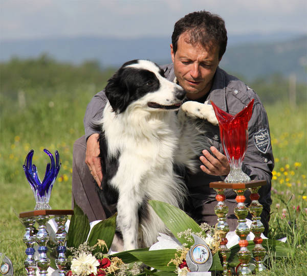 collier de dressage chien de chasse discount