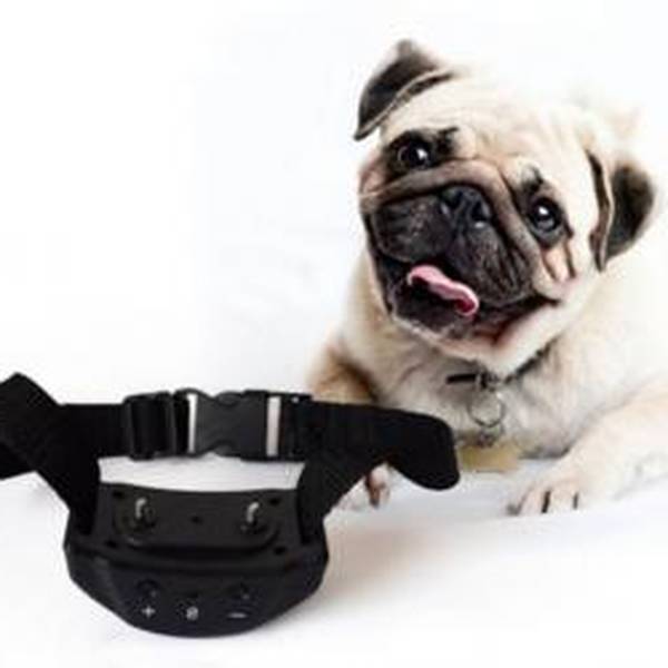 dressage chien de chasse braque allemand