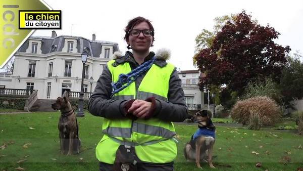 dressage de chien a alger