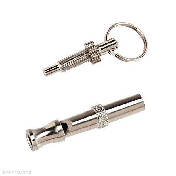 dressage chien que faire