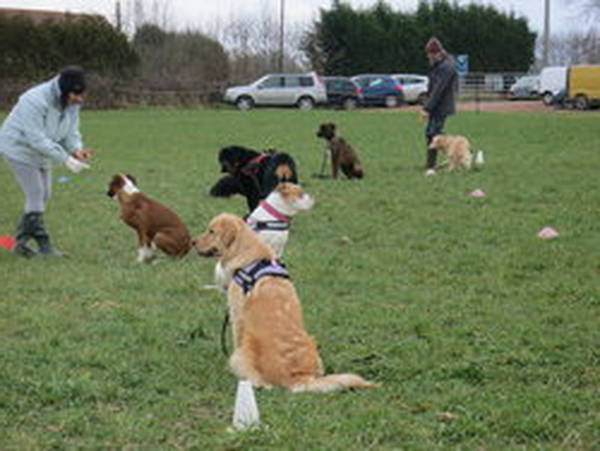 dressage pour chien charleroi