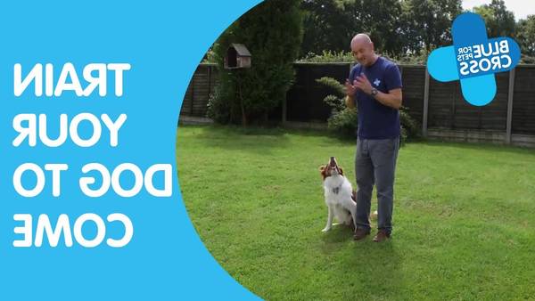 dressage chien chasse springer spaniel