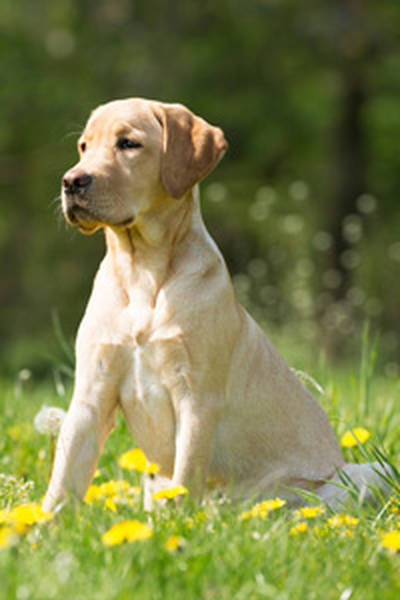 dressage de chien de chasse darret dressage de chien de chasse darret