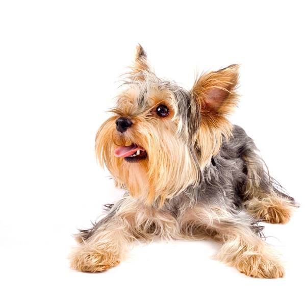 dressage chien urrugne