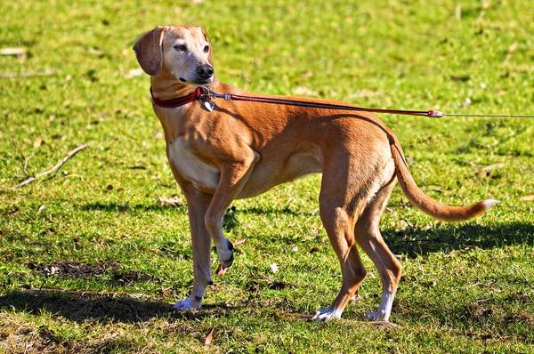 dressage chien blegny