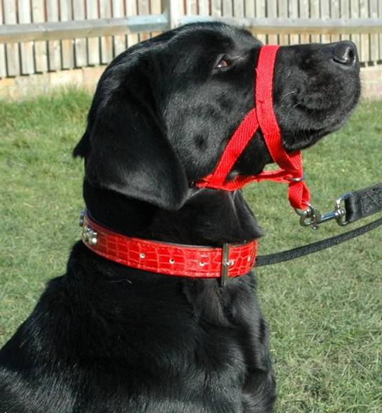 comment dressage un chien darret avec des cailles