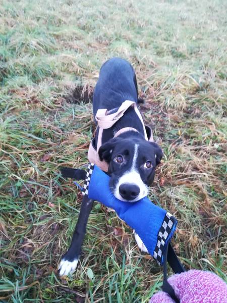 dresseur chien darret landes