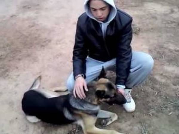 club dressage chien liège