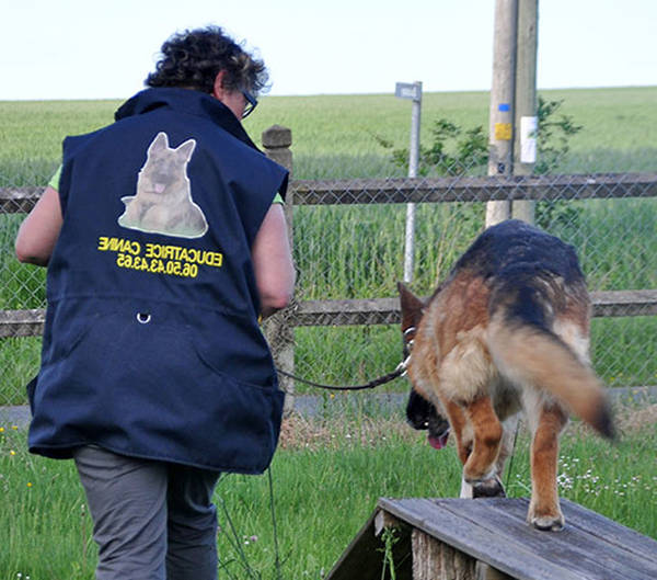dressage chien de chasse ile de france