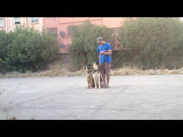 tarif seance dressage chien