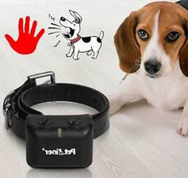 dressage chien namur prix