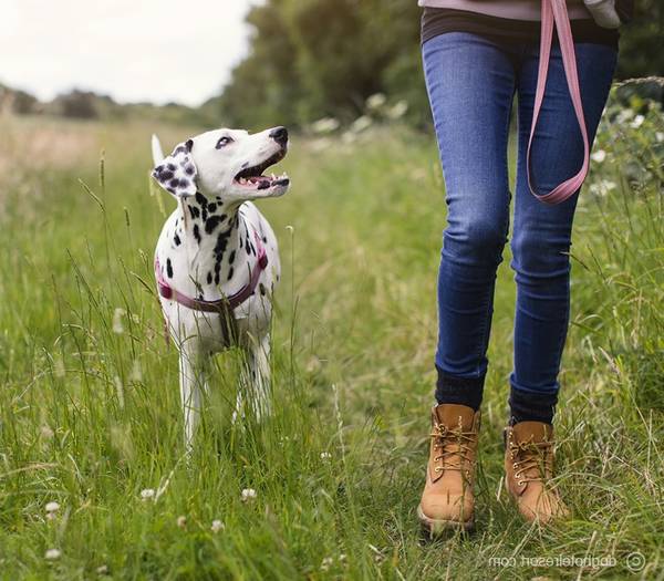 dressage chien zoothérapie