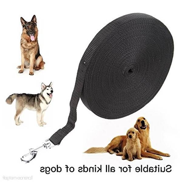 dressage chien de chasse springer spaniel