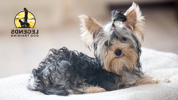 dressage chien chasse beagle
