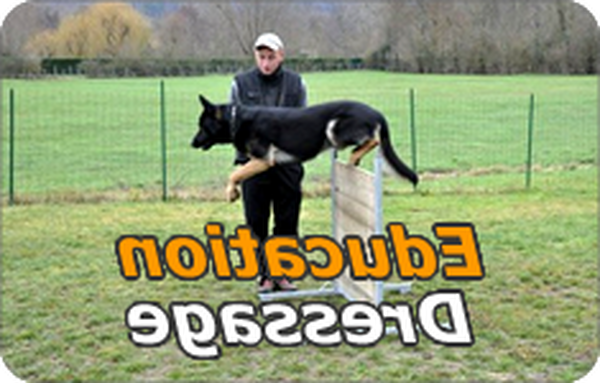 cours de dressage chien 78 cours de dressage chien 78
